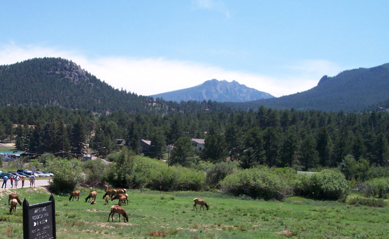 horse grazing in a open meadow with trees in the background