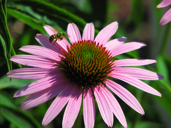 a bee on a pink flower that is open