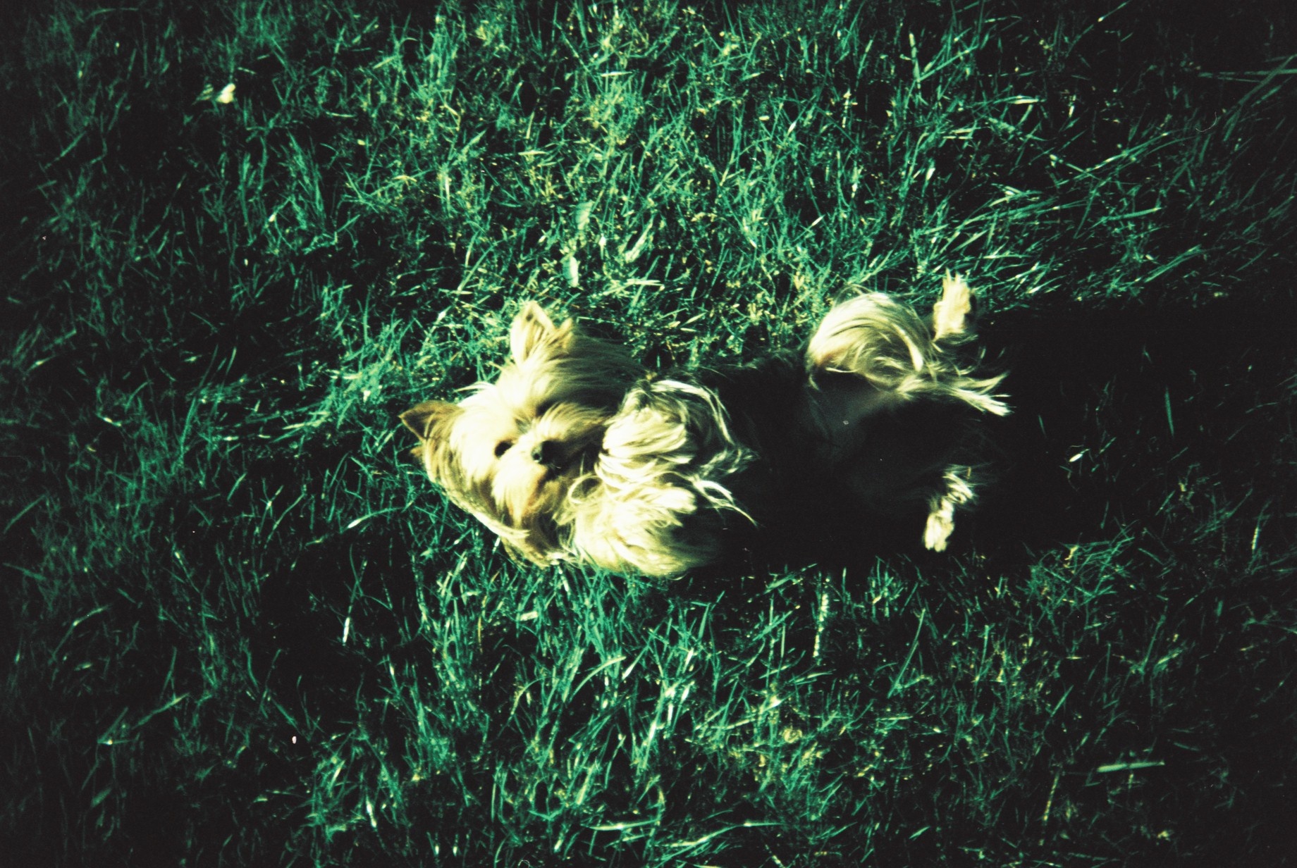 an image of a dog rolling around in the grass