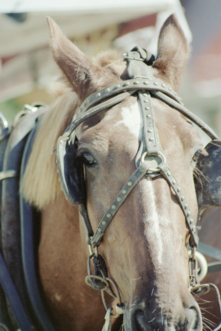 a close up of a large brown horse