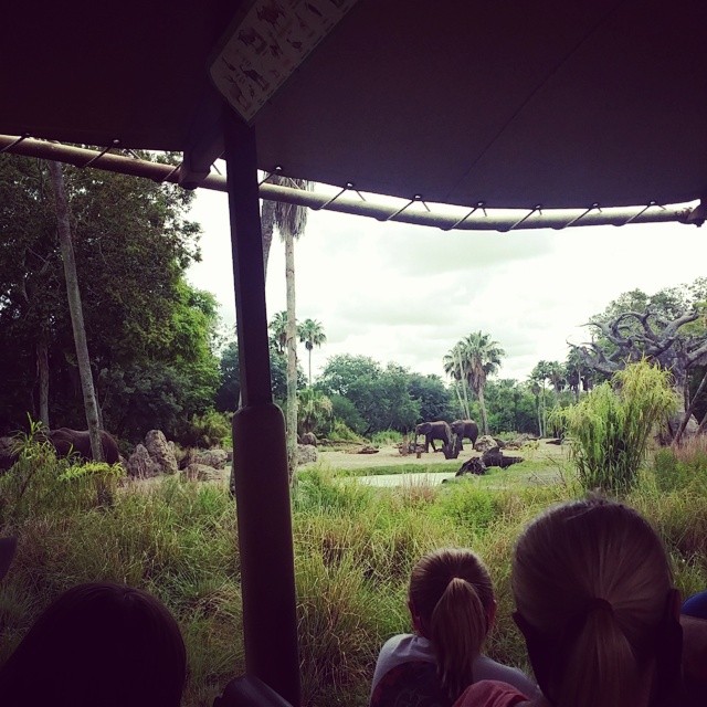 people looking over at elephants in a large grassy area