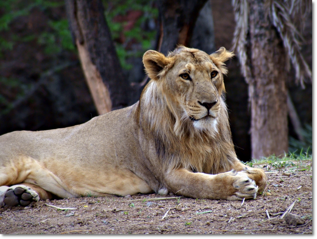 a close - up of a lion resting in the shade under the trees