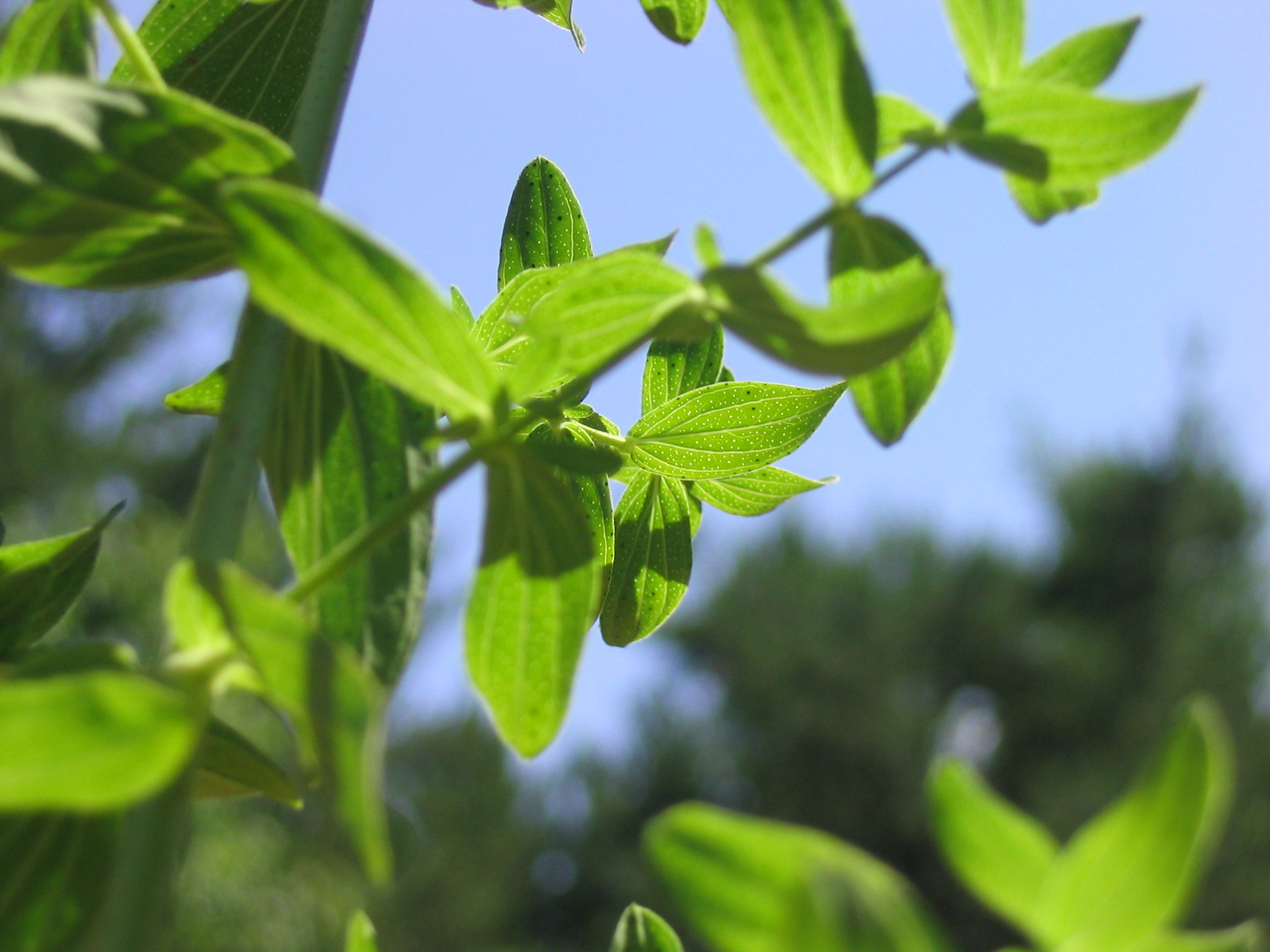 the green leaves are still visible on the tree