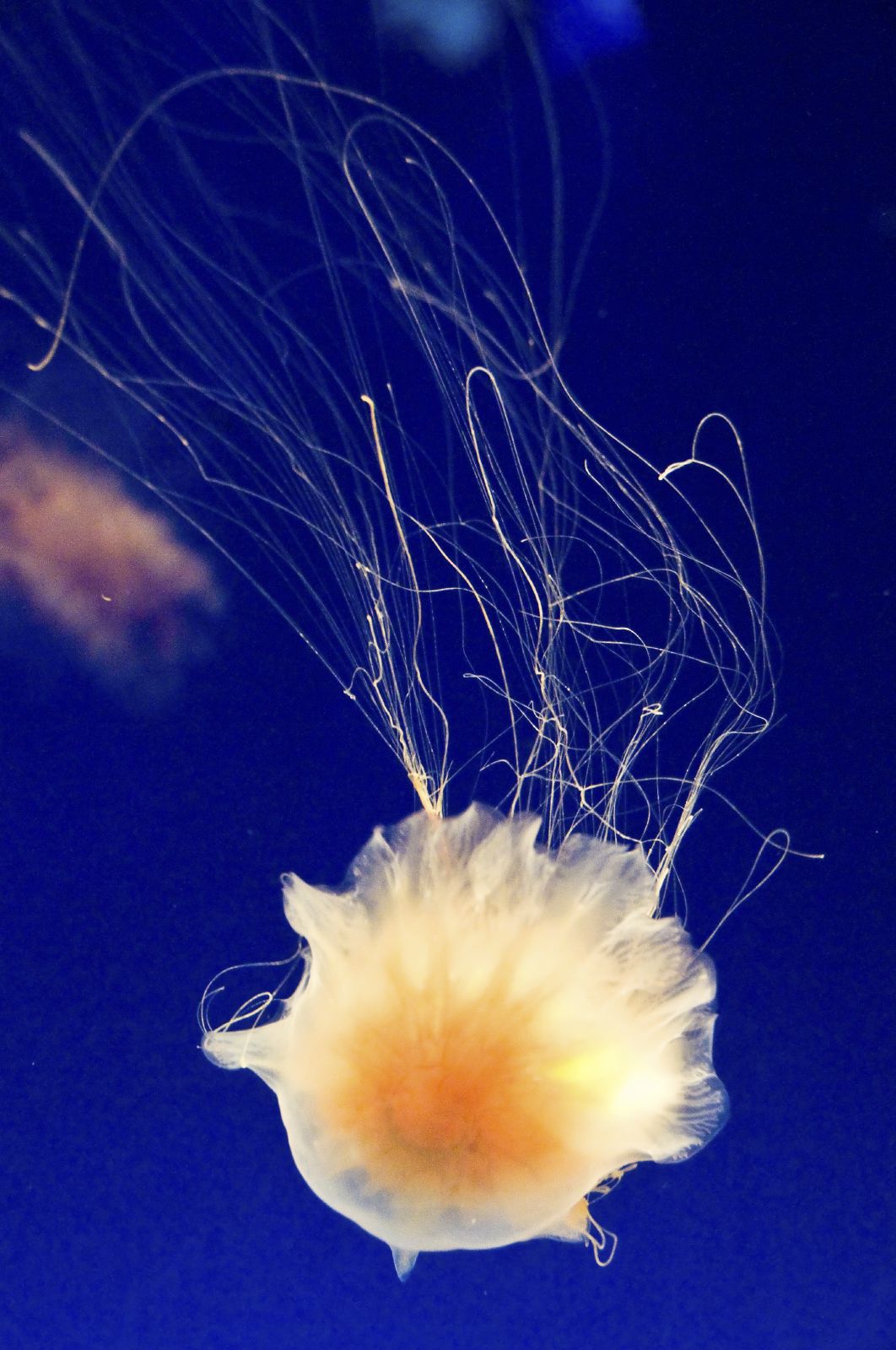 a very close up po of a jellyfish