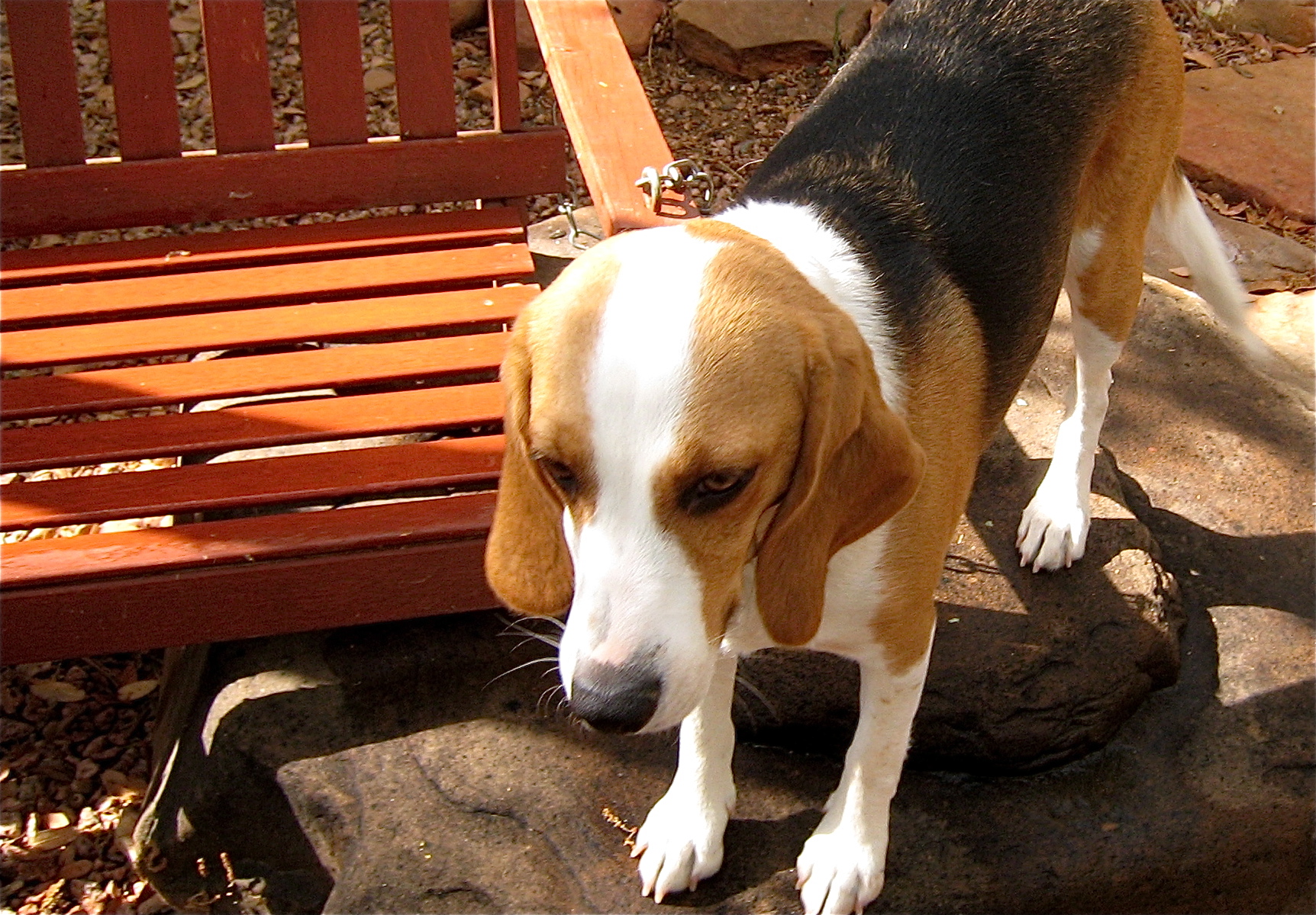 a beagle on a patio next to a park bench