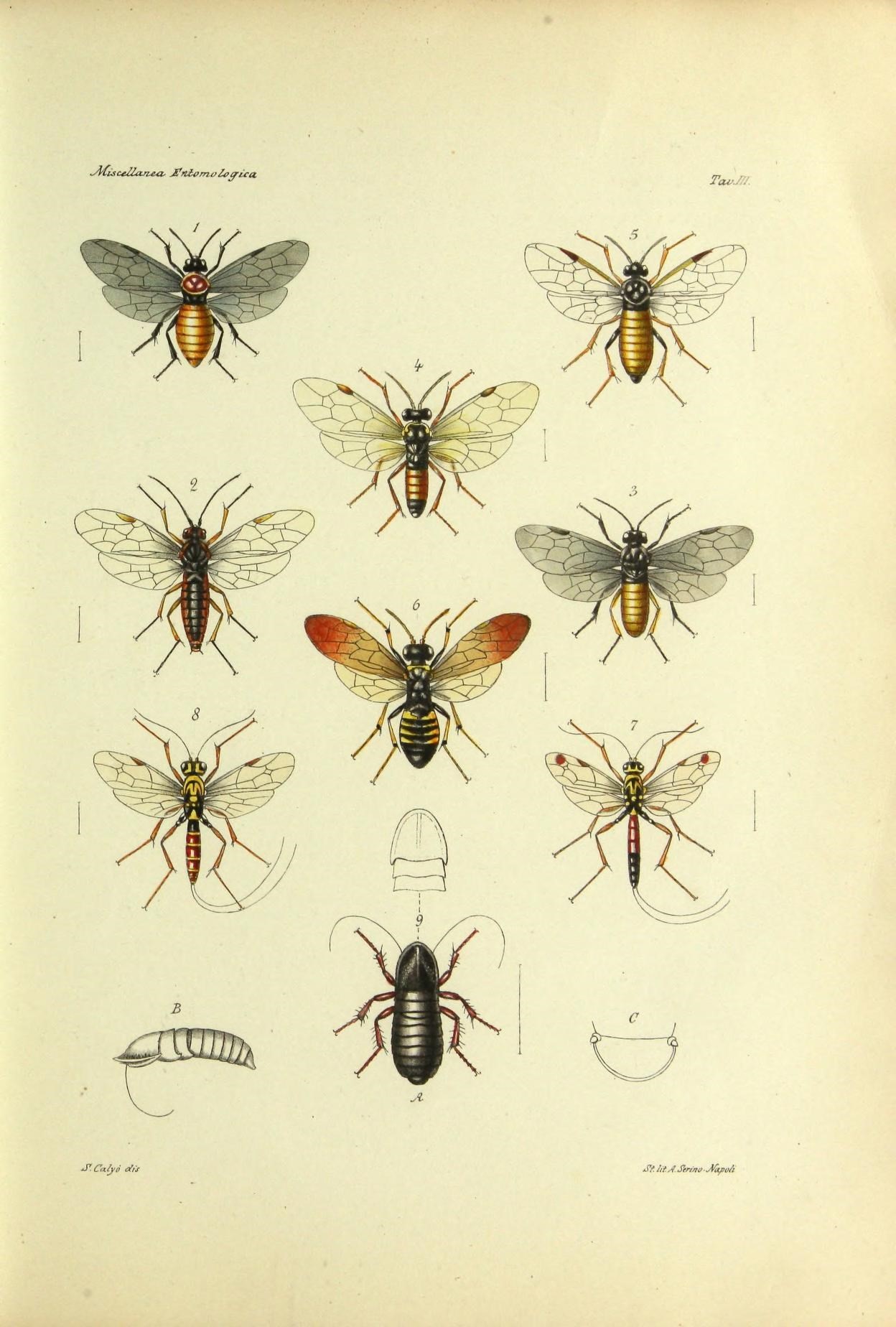 a variety of bees on various stages of development