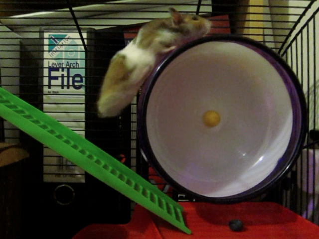 a brown and white hamster standing on top of a green tray
