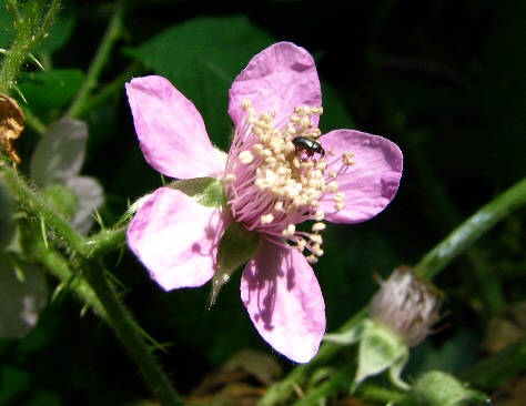 an image of a pink flower that is on the ground