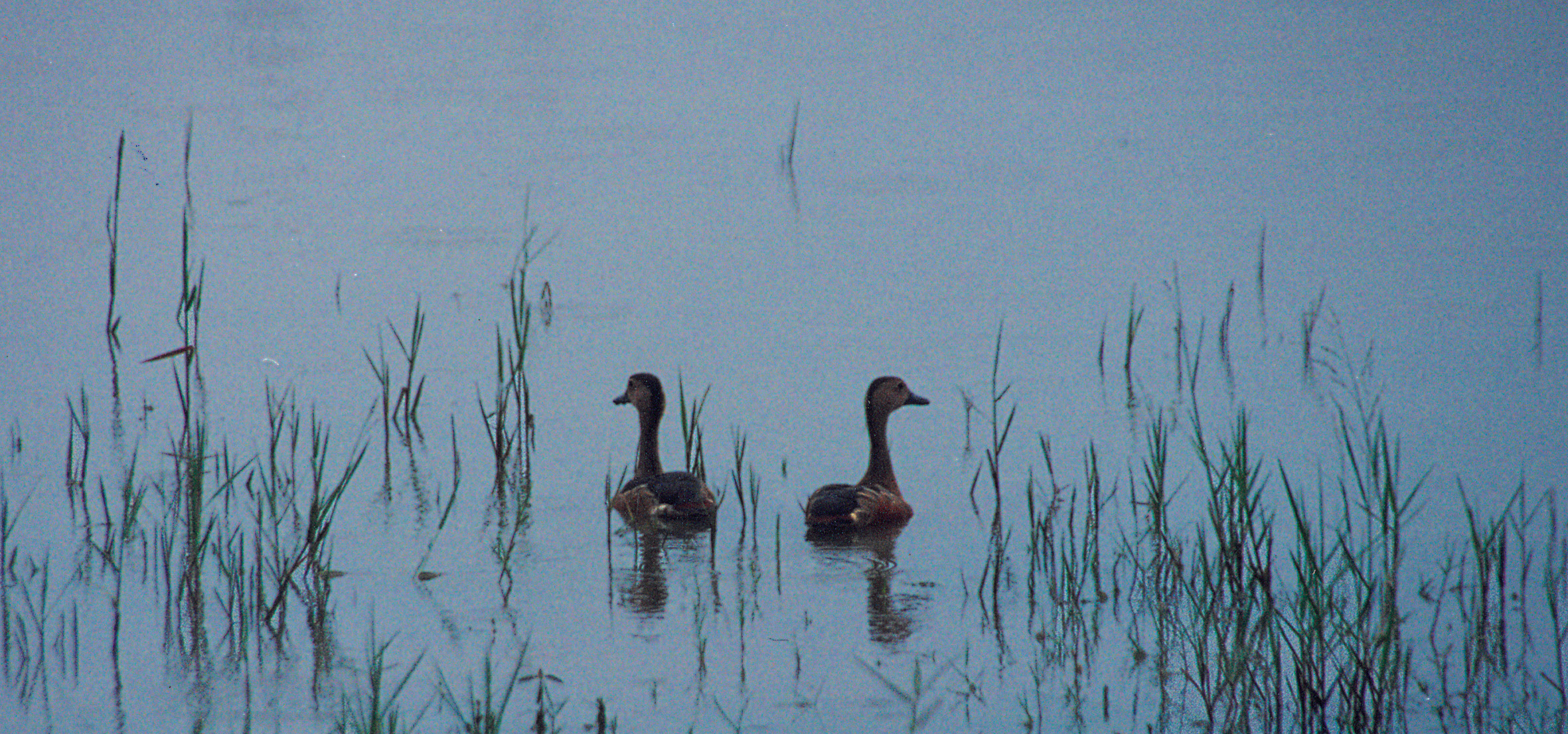two birds are swimming in the water by some tall grass