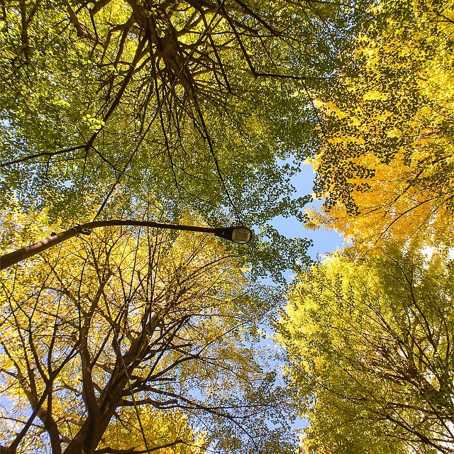 a group of trees with yellow leaves on it
