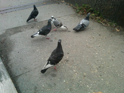 birds sitting and walking on cement in a park