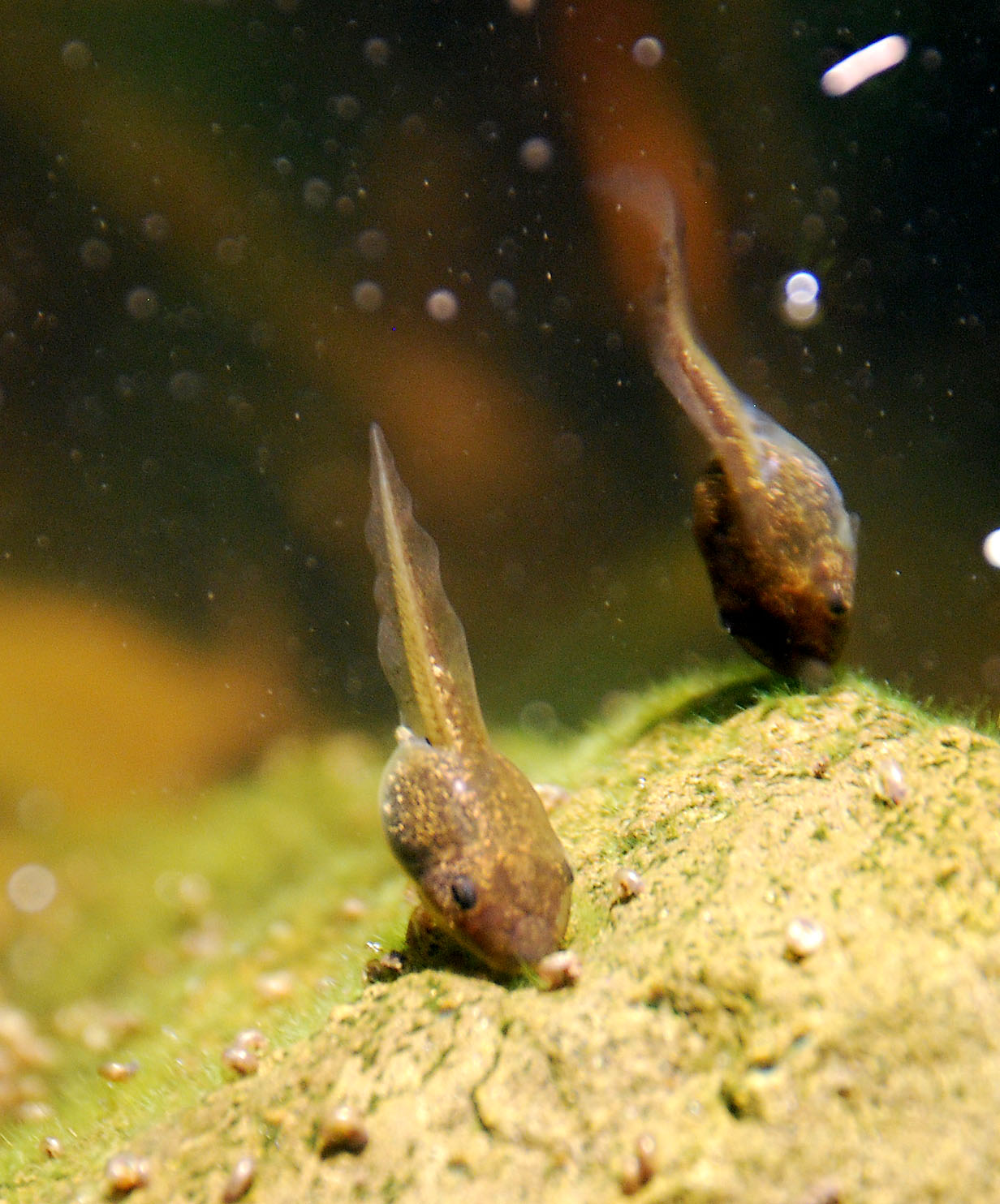 two small animals that are in a tank