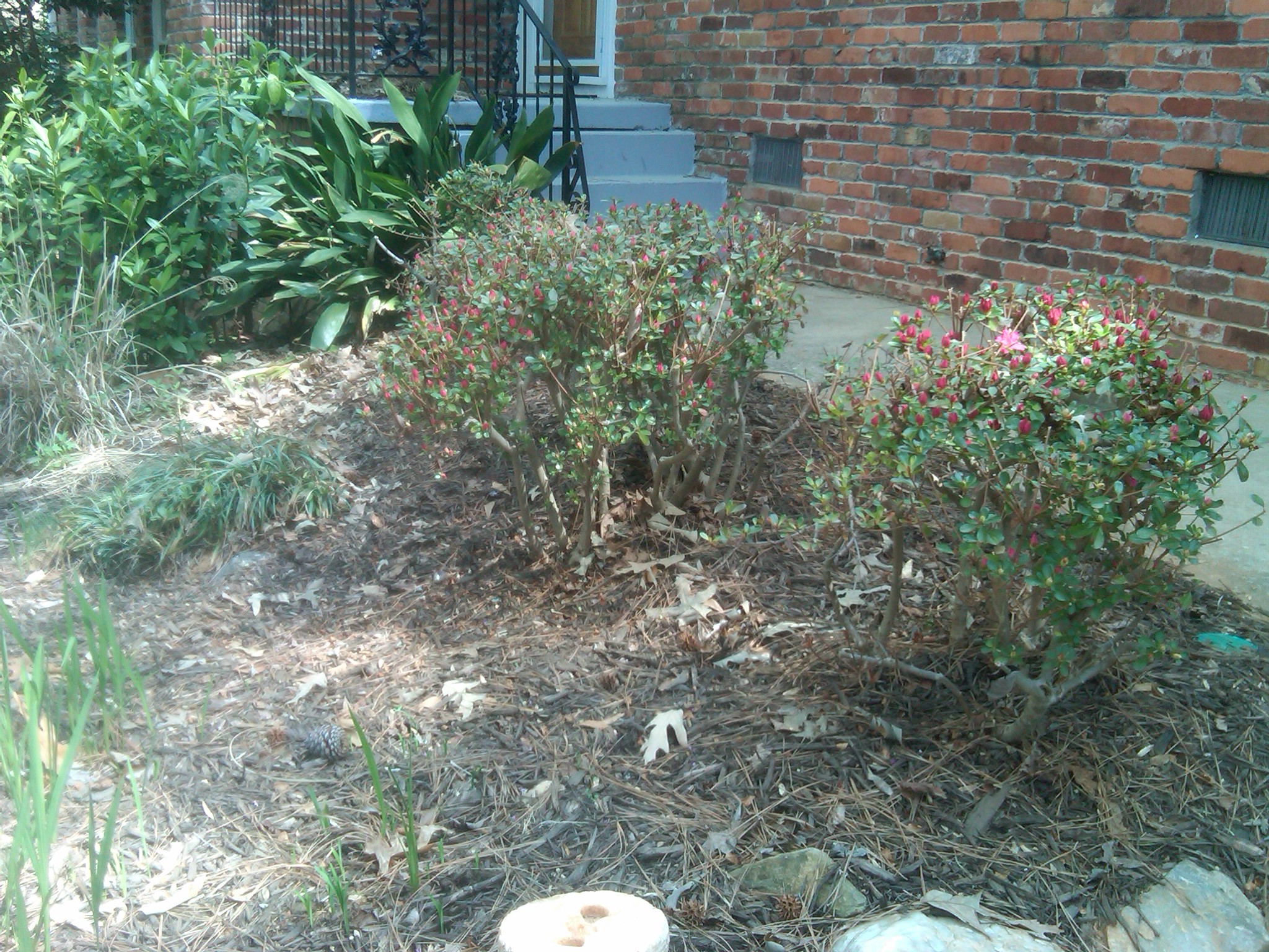 the small bush has flowers near the sidewalk