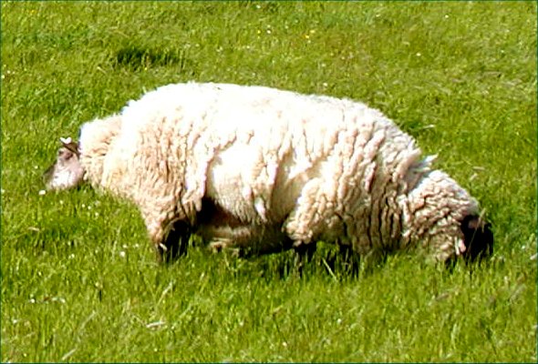 a sheep that is standing in some grass