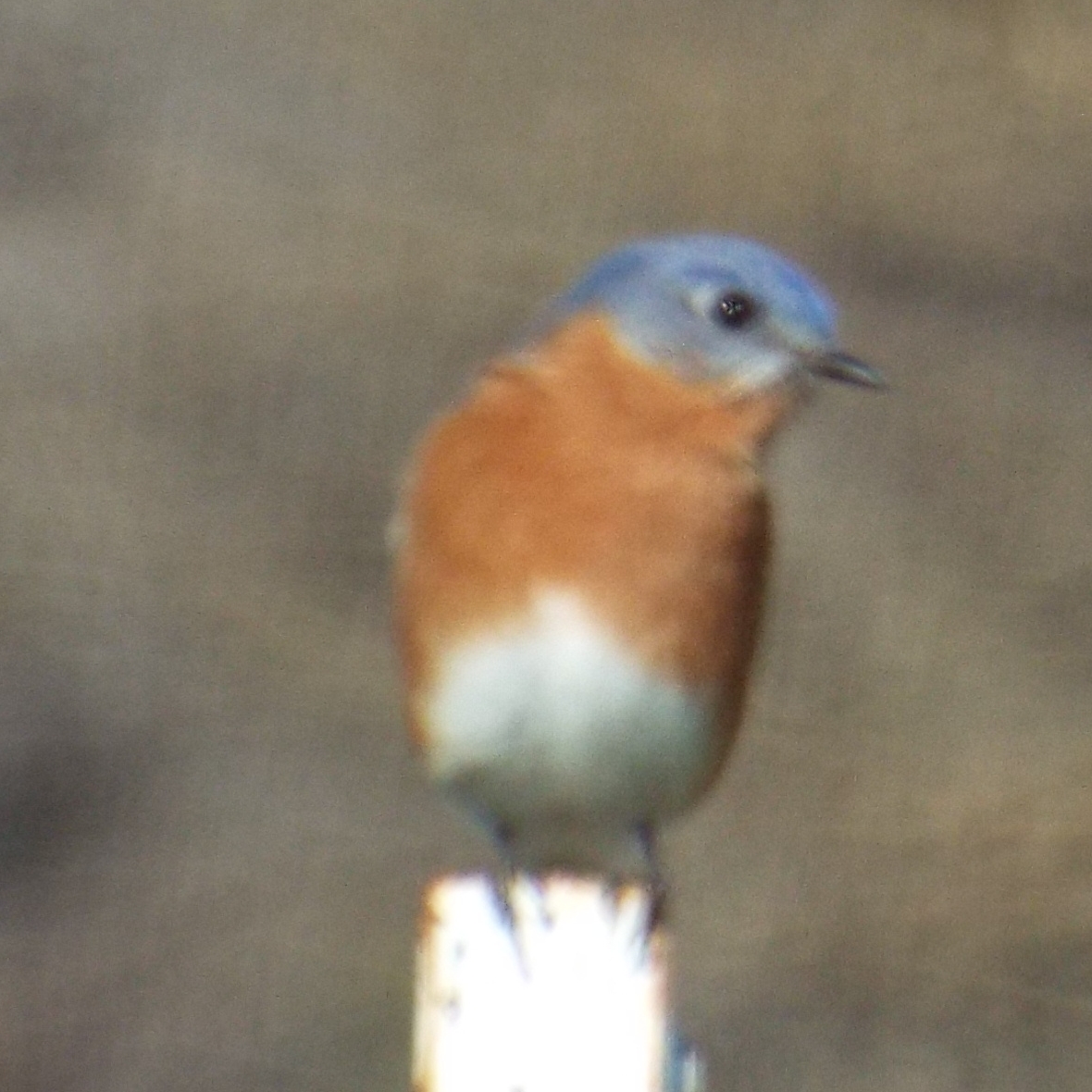 the small bird has brown spots on its head and blue chest