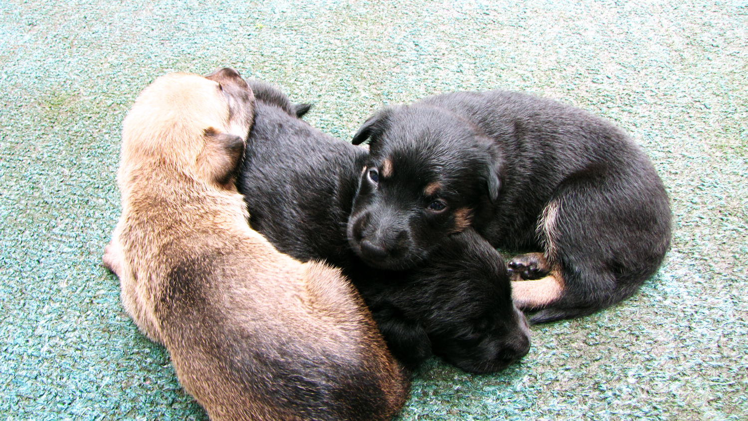 three puppies playing with each other and one bear