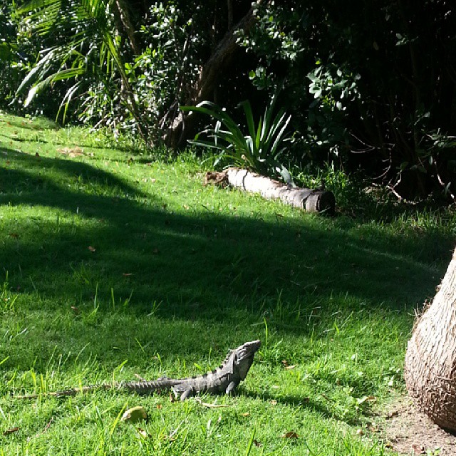 the monitor lizard is looking for an acrobate to eat
