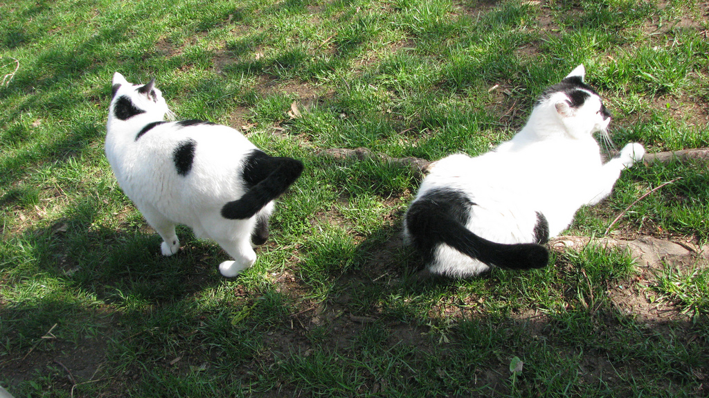 two black and white cats are sitting in the grass