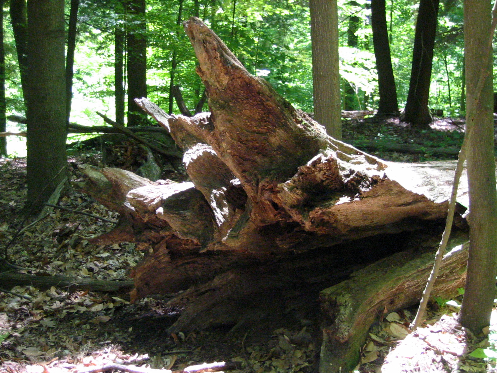 a fallen tree stump sitting in the woods