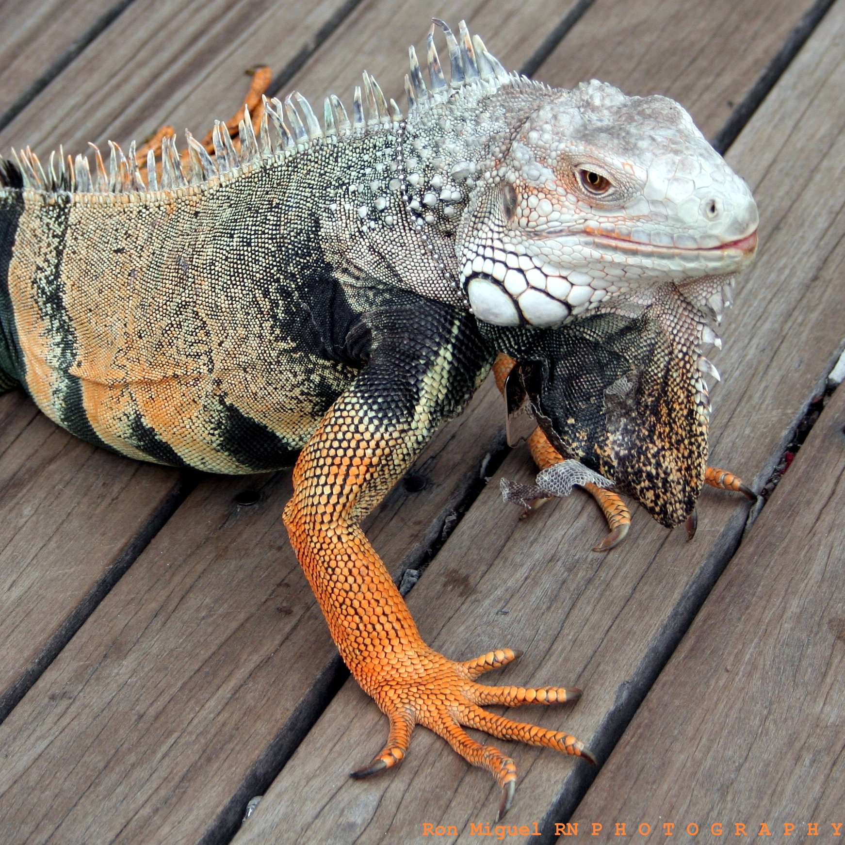 an iguana on a deck with one foot up