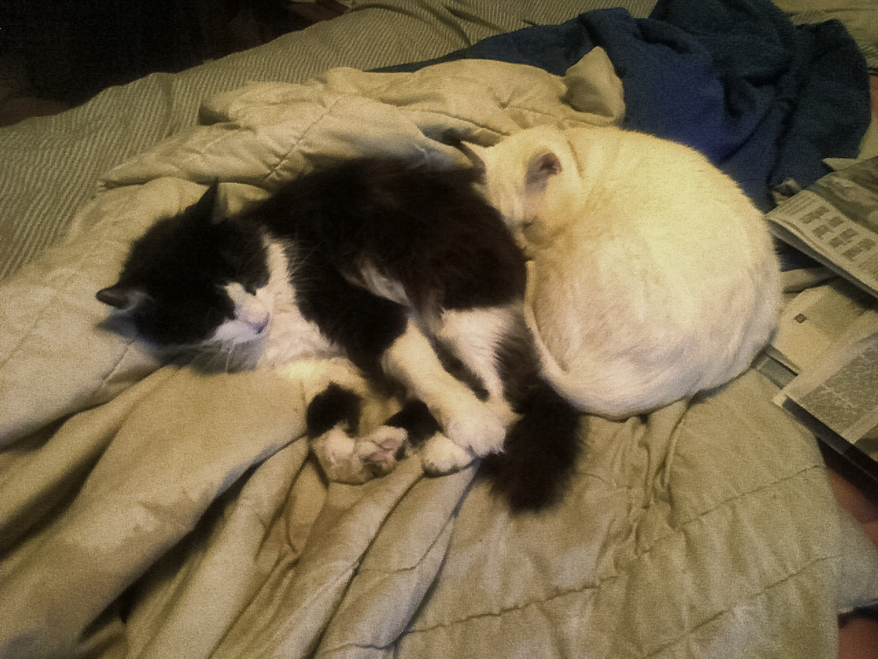 a couple of cats are laying down on a bed