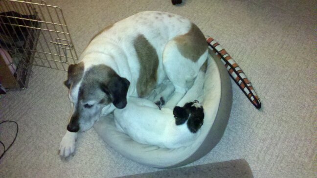 there is a large dog curled up in a bowl