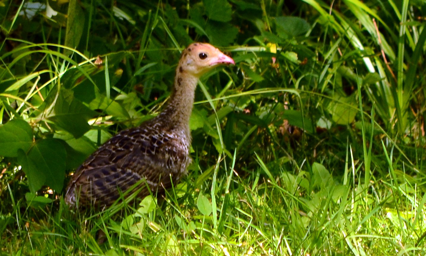 an image of a duck in the grass