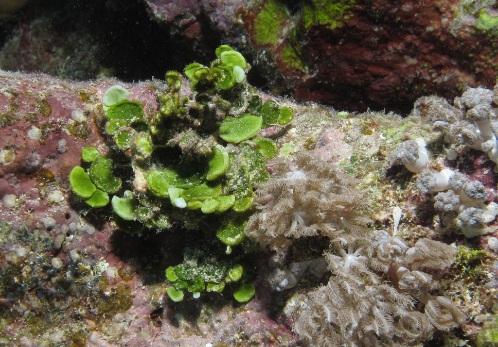 a variety of small green seaweed on a coral