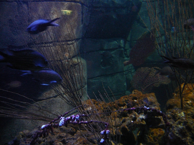 aquarium view with many colorful fish swimming on the water