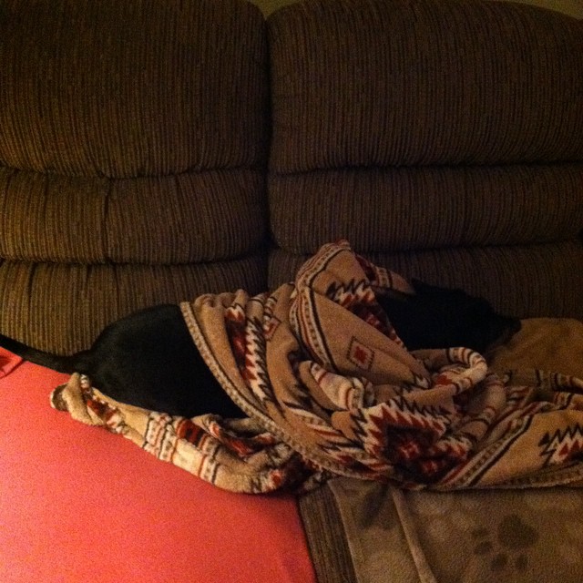 a dog laying on the couch covered with blankets