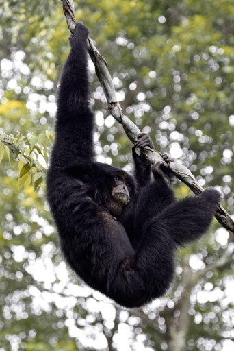 a baby gorilla in a tree hangs off the nch