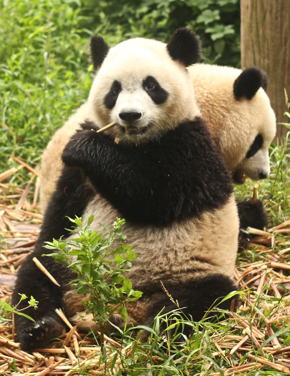 two panda bears sitting next to each other in the grass