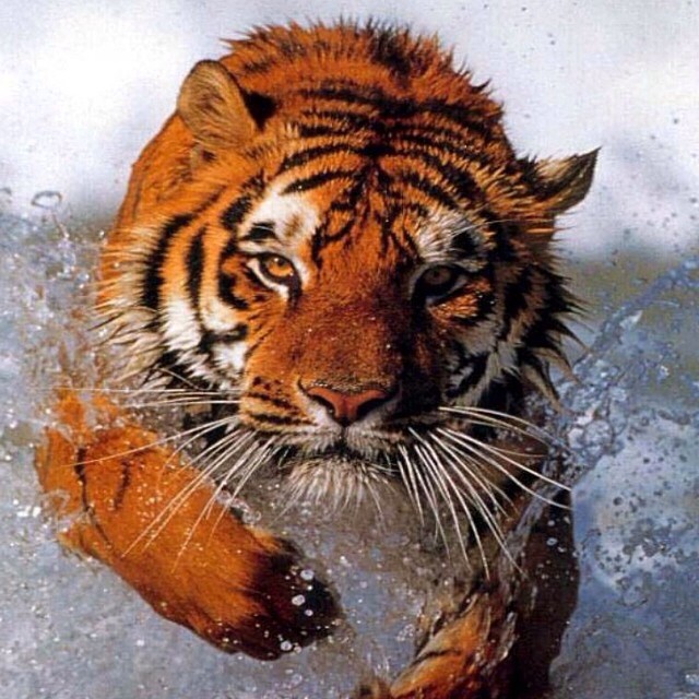 a tiger running through water in the wild