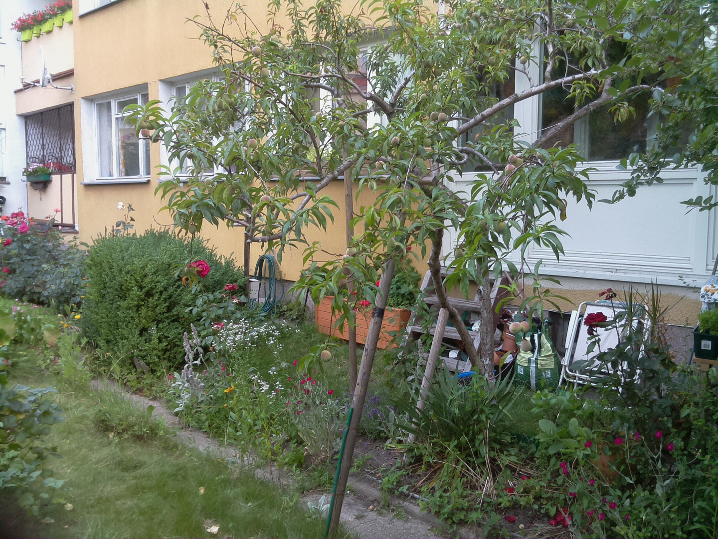 a sidewalk next to a house near a tree