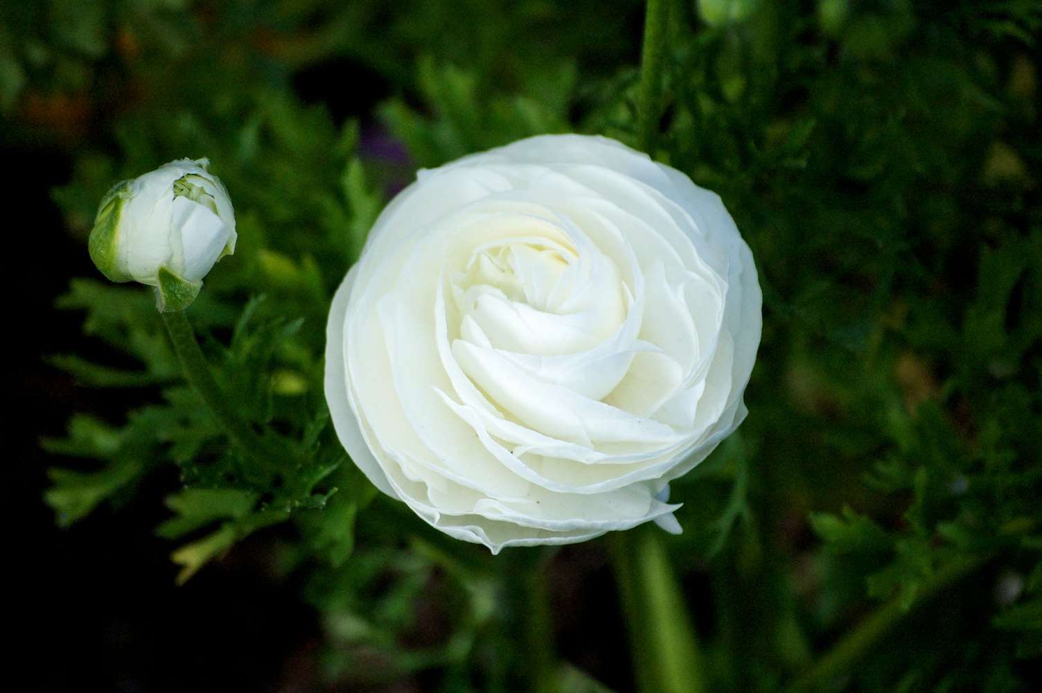 a white rose bud is on a stem in the sun