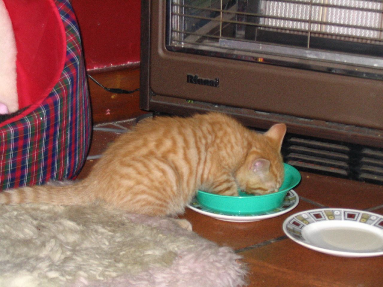 a cat lying down in front of a bowl of food