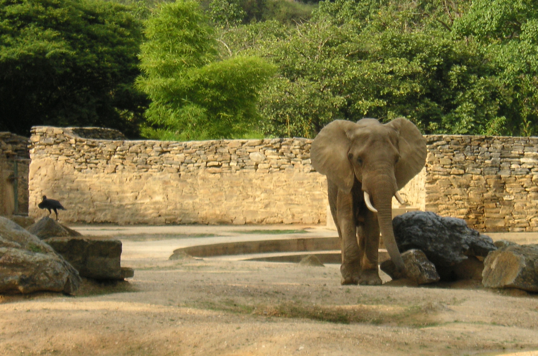 an elephant with tusks and a small bird near the top