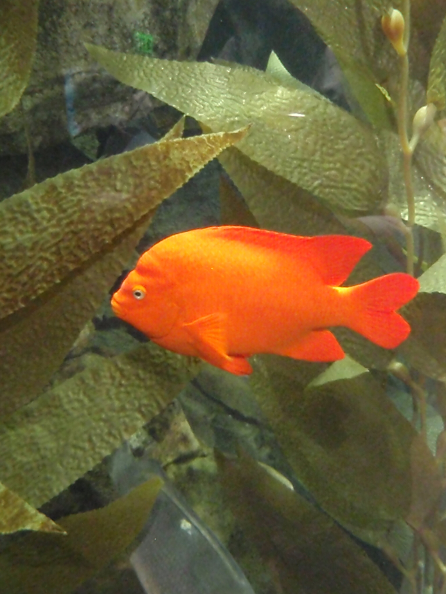 an orange fish in water near green leaves