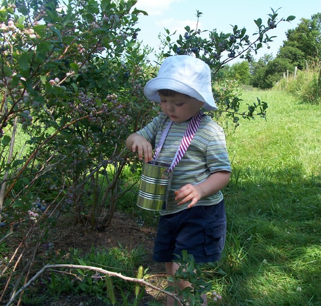 a  wearing a bucket picking berries from a tree