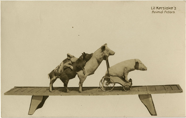 three dogs are on a bench with a cart on it