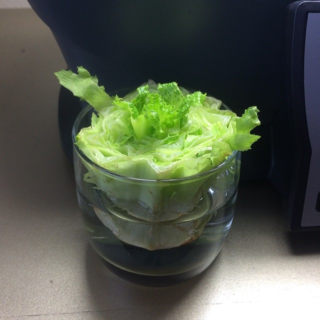 lettuce in a glass bowl next to an appliance machine