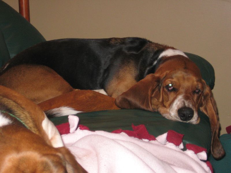 a basset hound dog sits on the arm of a couch and a blanket next to it