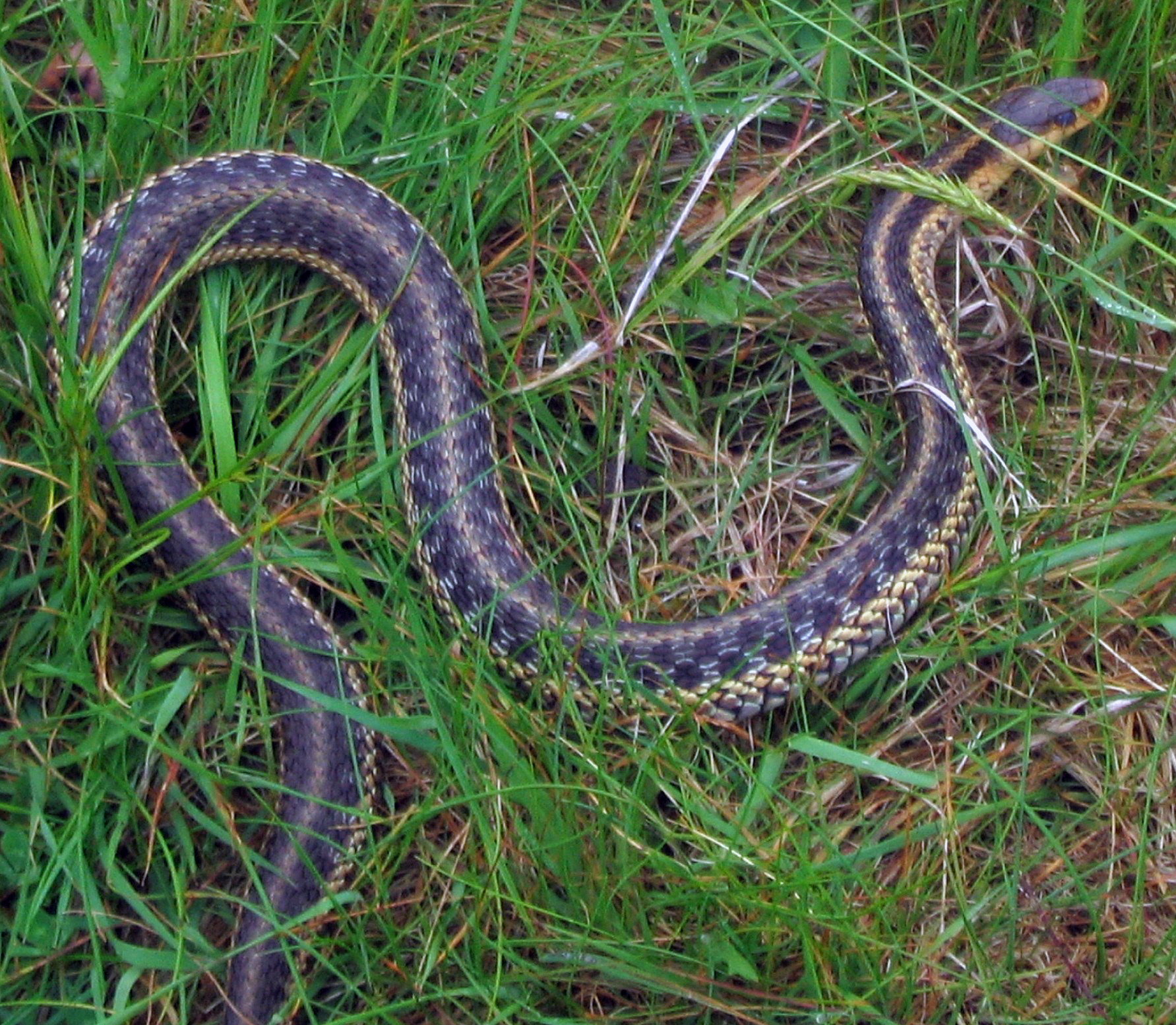 a large brown snake on some green grass