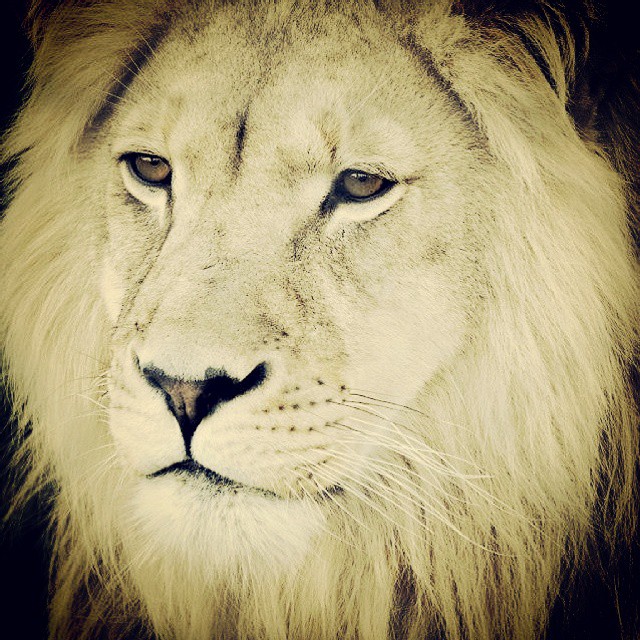 a close - up of a lion's face with blue eyes