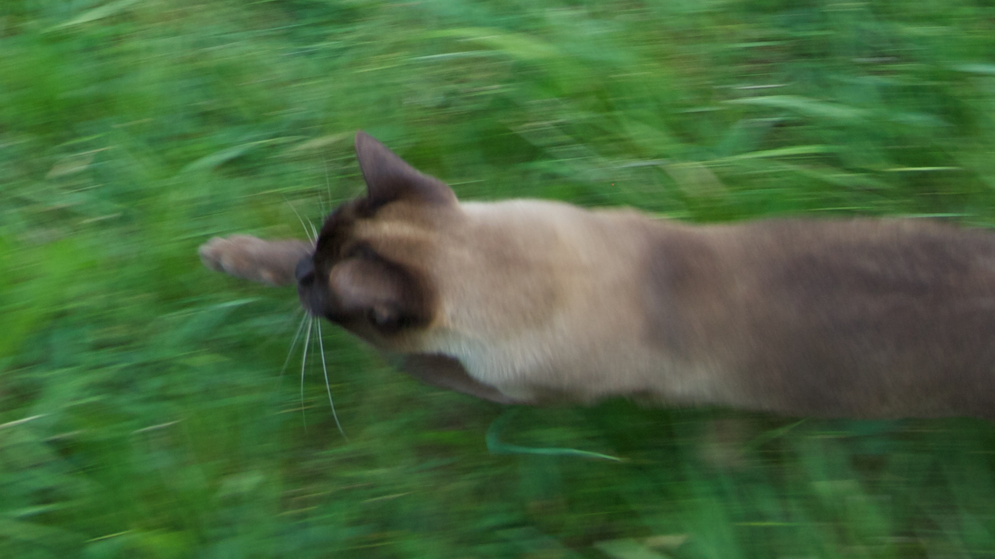 a blurry po of a cat running on the grass