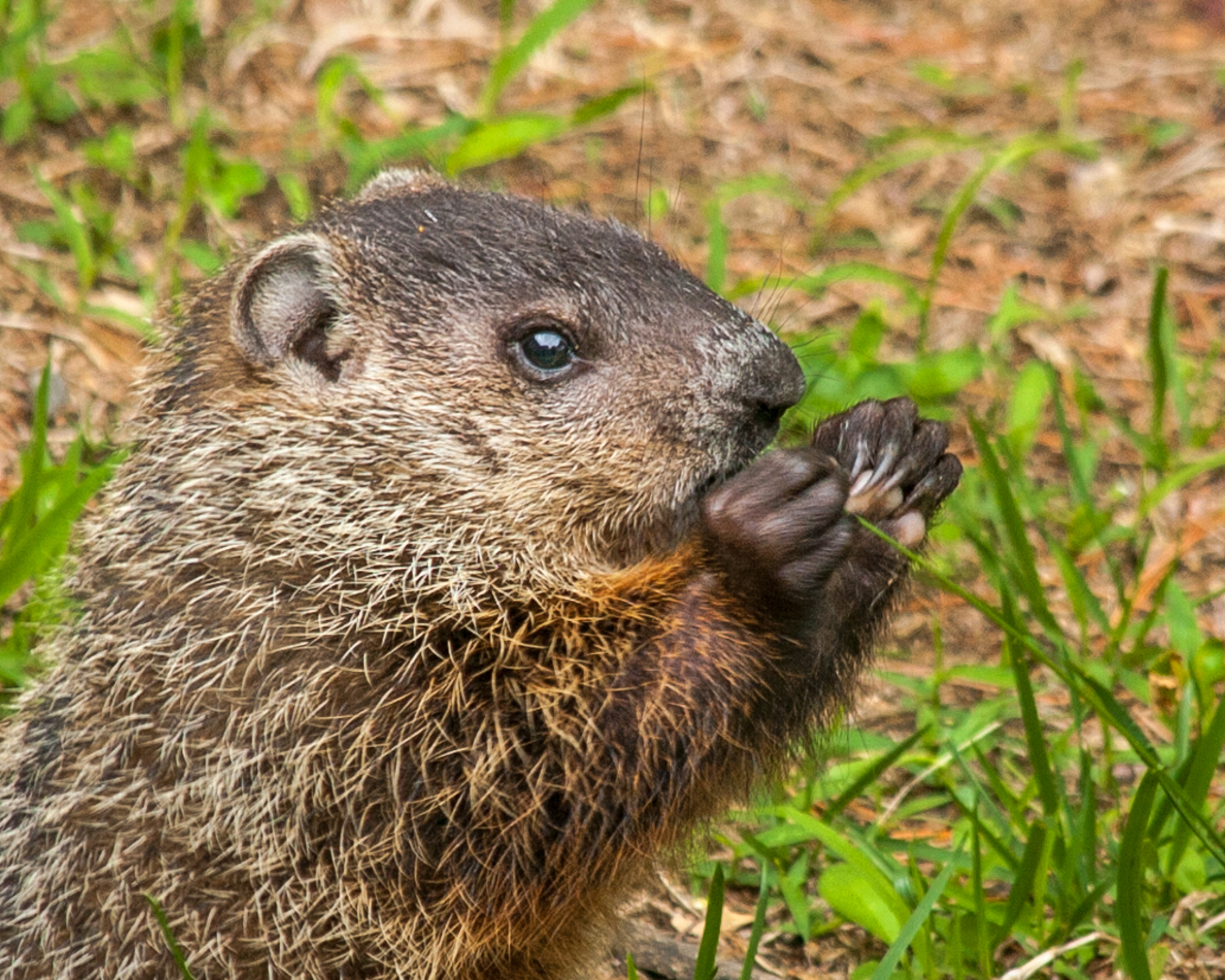 a marmot groundhog with his paw up to its ears