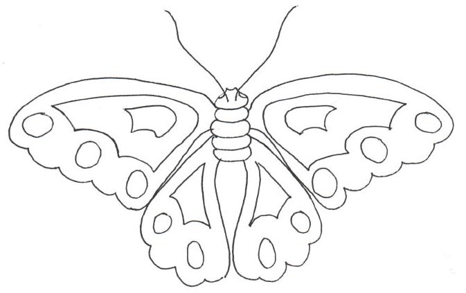 a drawing of a erfly sitting on top of its wing