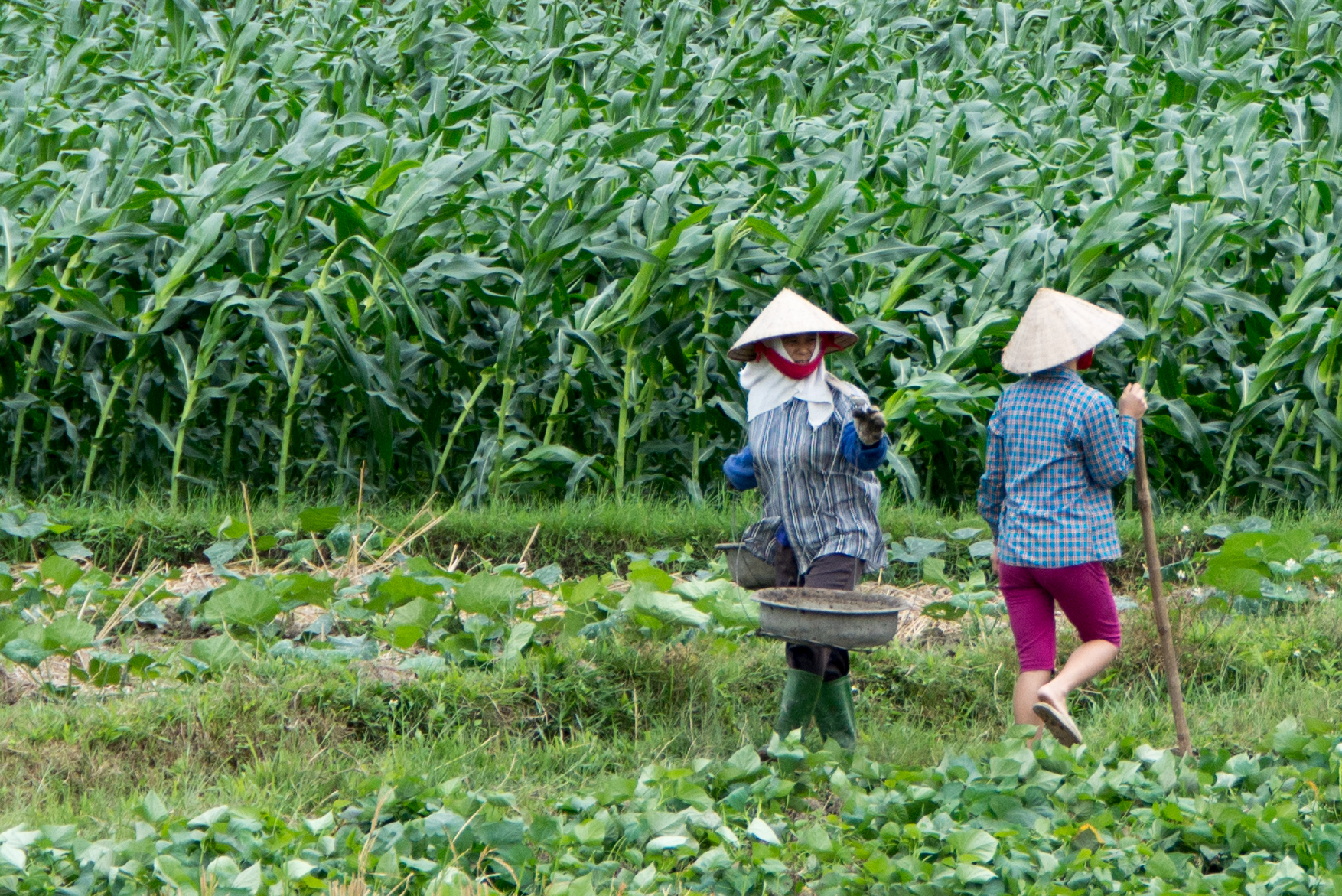 two people walking through a corn field next to each other