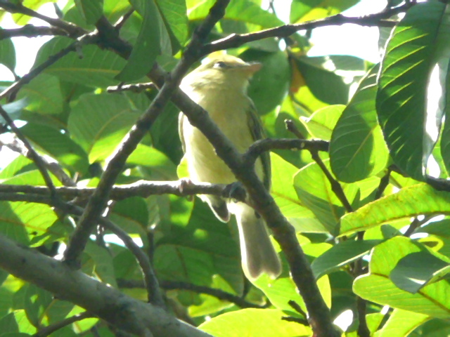 a bird is perched in the tree with some leaves