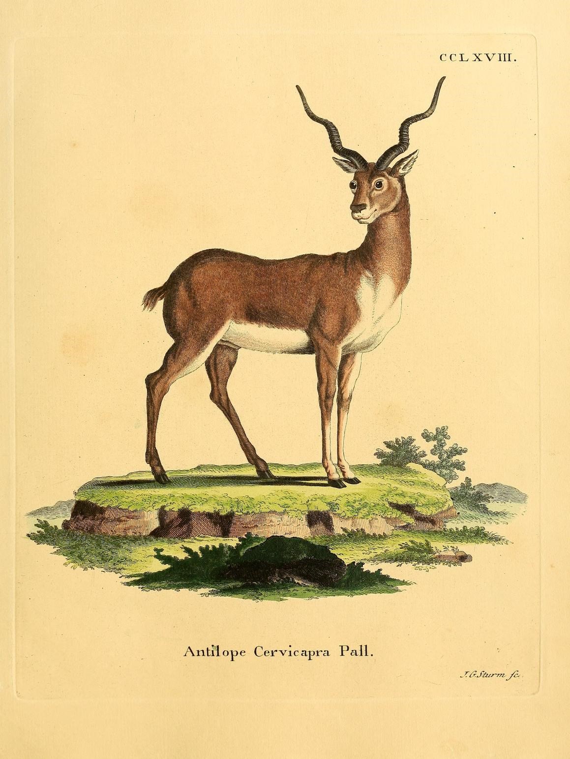 an antelope standing on top of a grass field